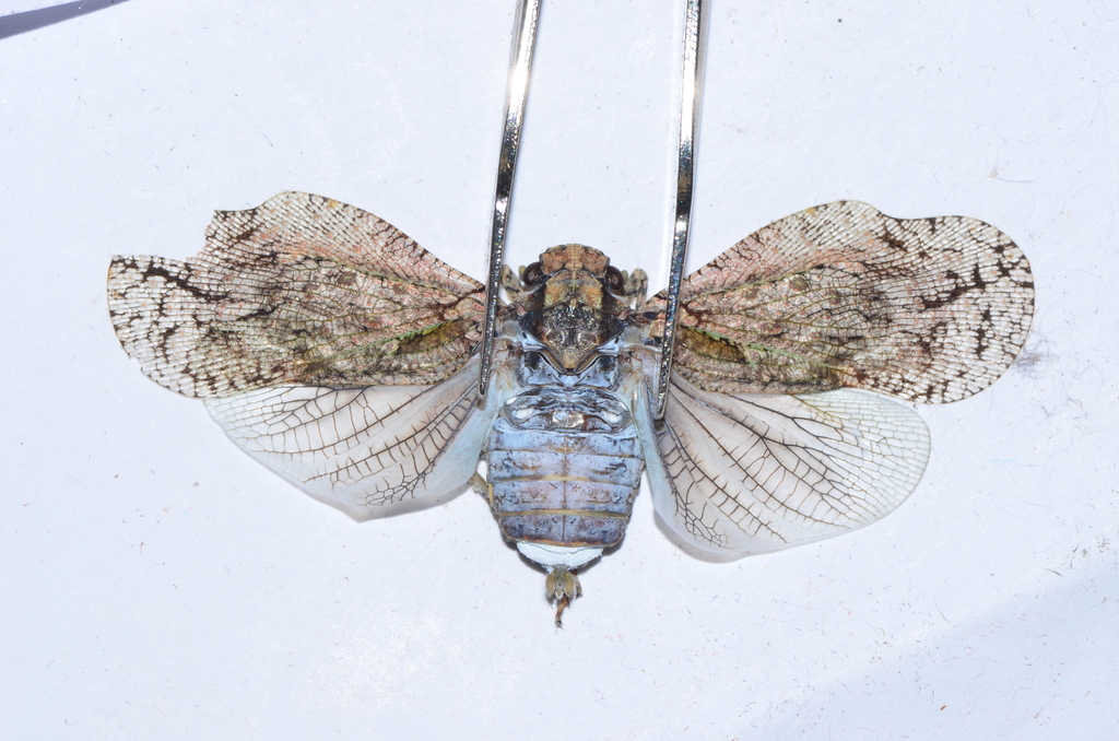 Flatolystra distincta