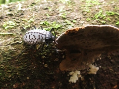 Cypherotylus impressopunctatus