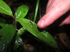 Odontocheila iodopleura