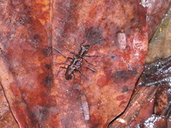 Odontocheila iodopleura
