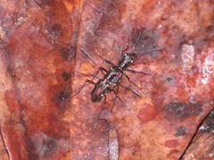 Odontocheila iodopleura