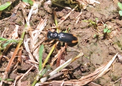 Tetracha angustata