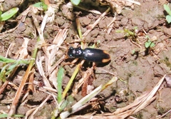 Tetracha angustata