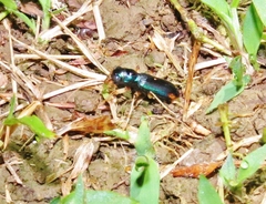 Tetracha angustata