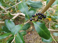 Citharexylum mirifolium