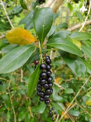 Citharexylum mirifolium