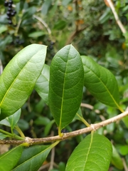 Citharexylum mirifolium