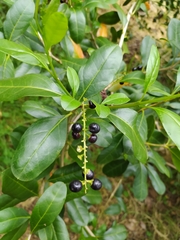 Citharexylum mirifolium