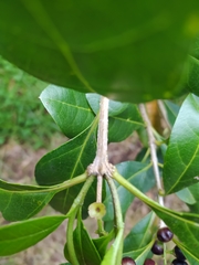 Citharexylum mirifolium