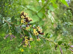 Cestrum buxifolium