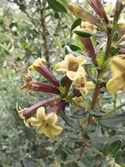 Cestrum buxifolium