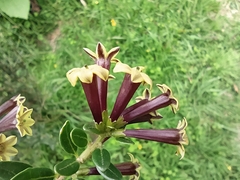 Cestrum buxifolium