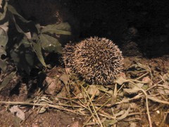 Atelerix albiventris