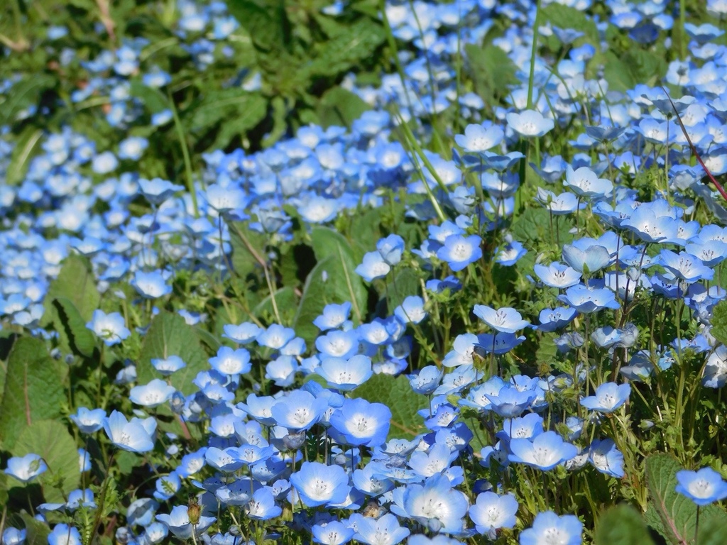 baby blue eyes, Phacelias, and waterleaves