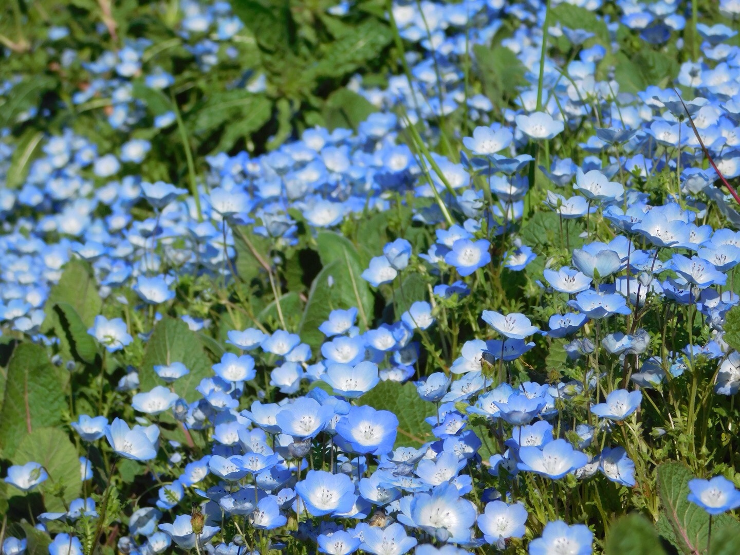 Texas Baby Blue Eyes (Nemophila phacelioides) · iNaturalist