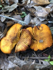 Omphalotus subilludens