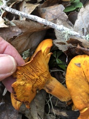 Omphalotus subilludens