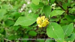 Berberis amurensis