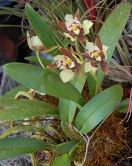 Rhynchostele maculata