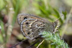 Cosmosatyrus leptoneuroides