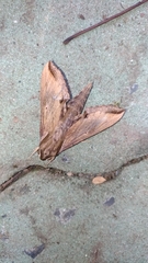 Hippotion velox