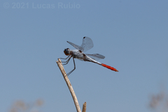 Planiplax erythropyga