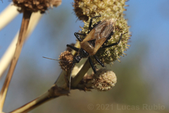 Apiomerus barbiellinii