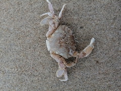 Liocarcinus vernalis