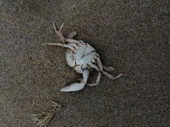 Liocarcinus vernalis