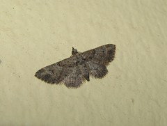 Gymnoscelis rufifasciata