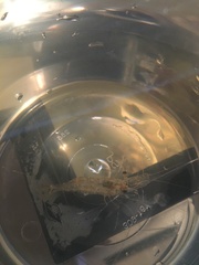 Palaemon kadiakensis