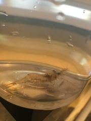 Palaemon kadiakensis