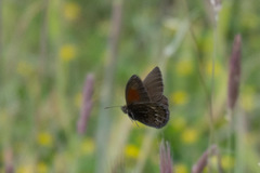 Cosmosatyrus leptoneuroides