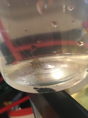 Palaemon kadiakensis