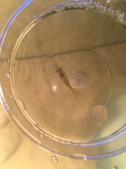 Palaemon kadiakensis