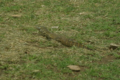 Varanus niloticus