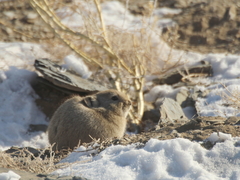Ochotona dauurica