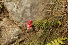 Bejaria