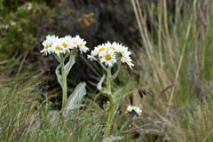 Senecio smithii