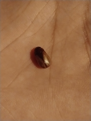 Leucothyreus marginaticollis