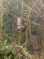 Periparus ater britannicus