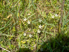 Lysimachia filiformis