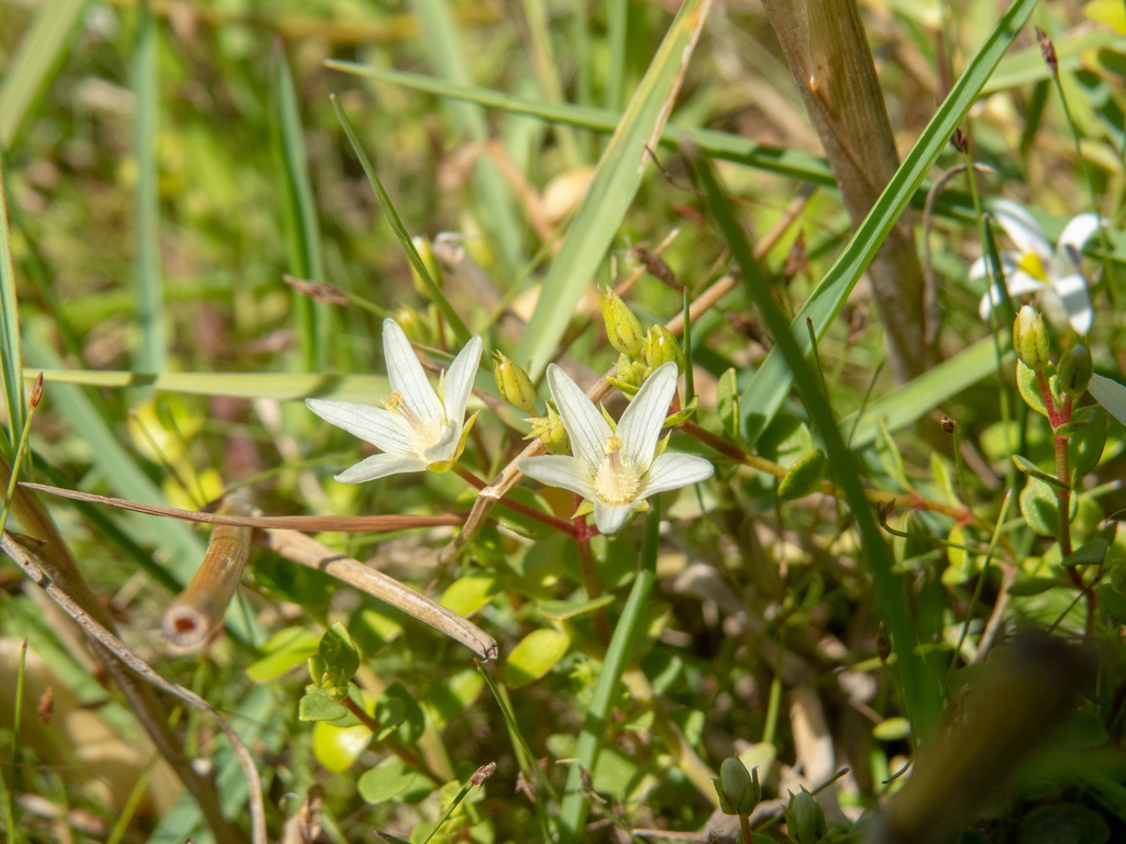 Lysimachia filiformis