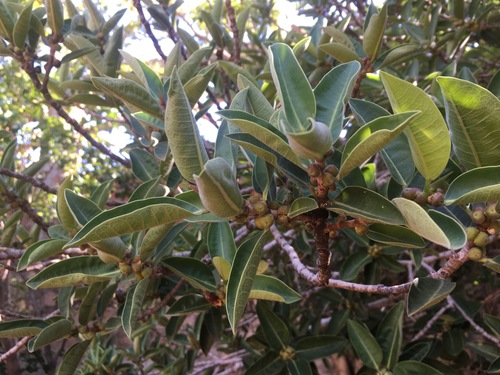 Ficus menabeensis