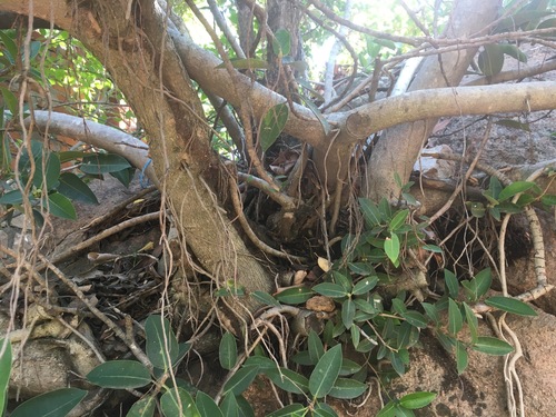 Ficus menabeensis