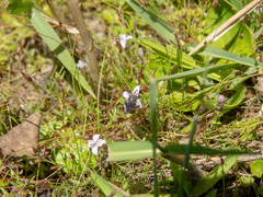 Oldenlandia salzmannii