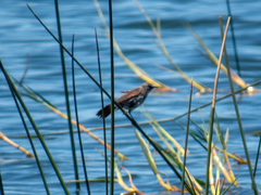 Serpophaga nigricans