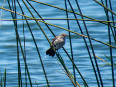 Serpophaga nigricans