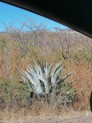 Agave inaequidens