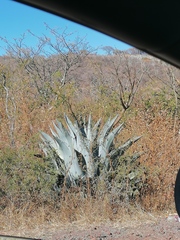 Agave inaequidens